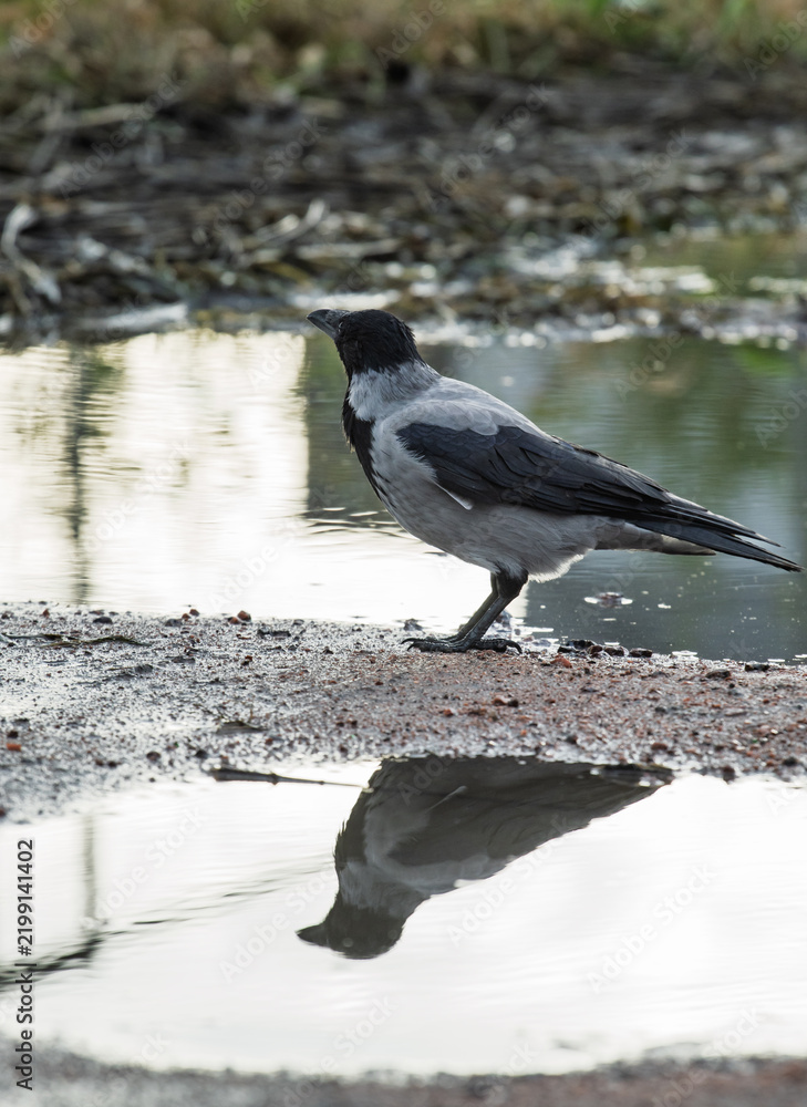Obraz premium Hooded crow Corvus cornix stands on a dirt road between water puddles with a clear symmetrical mirror reflection. Side view of a grey wild bird in a city park, urban wildlife behavior, intelligent. 