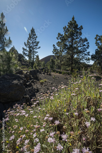Volcanic landscape with sparse vegetation, pine trees, black lava rock formations, and small wildflowers blooming in the foreground near Montana Negra, Tenerife, Spain.