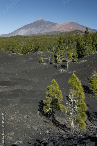 Pine trees growing on the black volcanic soil of Montana Negra with Teide volcano visible in the background under a clear sky. A unique natural landscape. Tenerife, Spain.