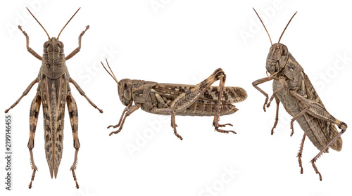 Obraz na płótnie Migratory Locust Insect