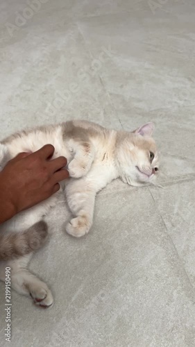 Cute happy british shorthair cat lying upside down floor enjoying gentle hand stroke showing affection relaxed playful mood owner pet stomach content animal companion indoor home domestic feline