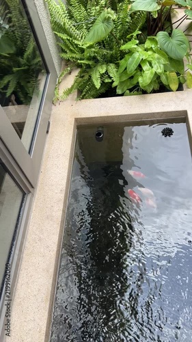 Peaceful Tamasaba Goldfish Swim Inside Serene Outdoor Japanese Water Stone Pond Beside Window Near Lush Green Garden Plant Foliage