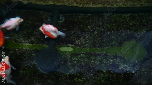 Red white tamasaba goldfish swim peacefully in clear dark outdoor japanese pond showing calm serene aquatic nature life beauty