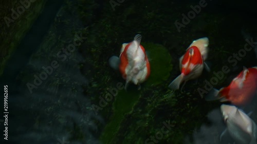 Graceful orange tamasaba goldfish swim peacefully in dark clear japanese outdoor pond water showing calm dynamic movement, serene aquatic pet
