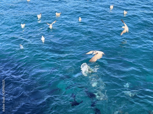 Bild auf Leinwand 水面に現れた大きな魚と海上を飛ぶカモメ