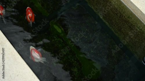 Vibrant tamasaba goldfish Swimming Beautifully In Clear Water Pond Peaceful Japanese Outdoor Garden Natural Serene Aquatic Life Animal Scene