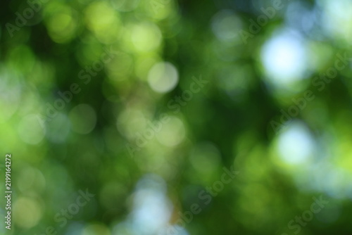 Foto Blurred green foliage with bright light bokeh