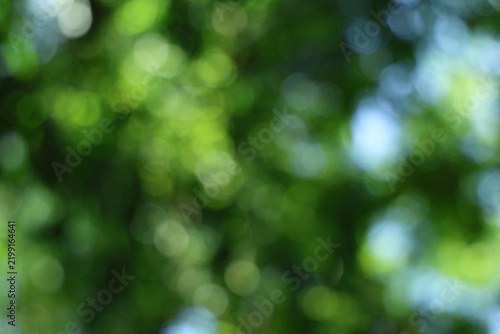 Obraz na plátně Abstract green nature background with bokeh lights