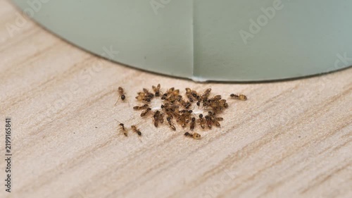Ants swarming sweet syrup bait or pesticide on wooden surface pest control infestation
