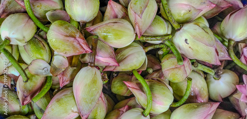 Pink lotus flower buds (Nelumbo nucifera), also known as the sacred lotus or the national flower of India, is an amazing aquatic plant famous for rising pristine and clean out of murky, muddy ponds. 