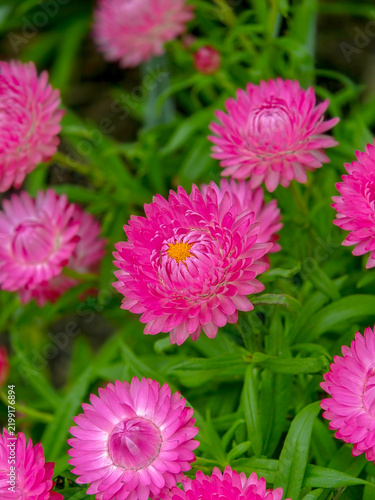 Focus shot of a cluster of pink strawflowers (Xerochrysum bracteatum) against a soft greenery background