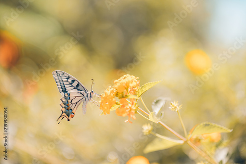 Beautiful summer nature butterfly yellow wildflowers soft blur green meadow dreamy garden bokeh warm sunlight. Peaceful nature wildlife macro detail. Blooming floral natural closeup wellbeing scene