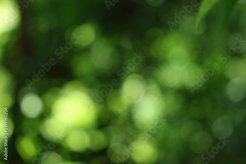Fotografía Green bokeh background with blurred foliage