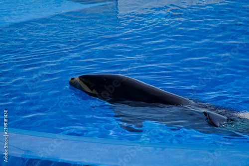 A shachi swimming leisurely on the surface of the aquarium