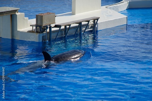 A shachi swimming in an aquarium tank