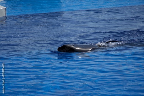 A black shachi swimming slowly in the pool