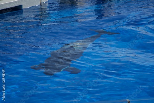 A large shachi swimming in an aquarium tank