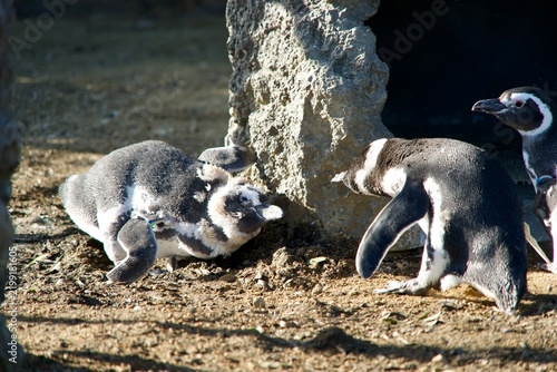 A Scene of Penguins Facing Each Other