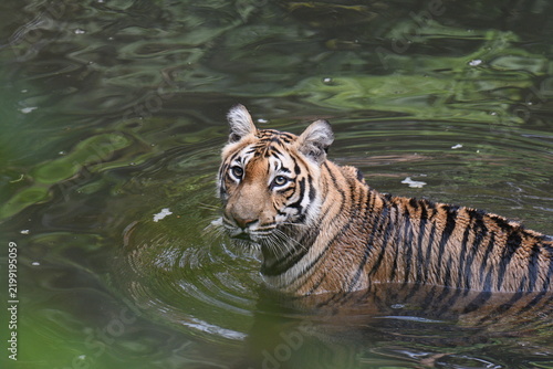 Royal Bengal Tiger from kerala, an amazing view from kerala, india