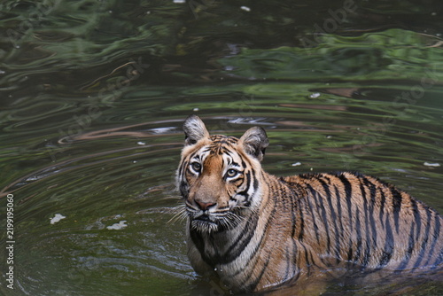 Royal Bengal Tiger from kerala, an amazing view from kerala, india
