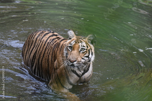 Royal Bengal Tiger from kerala, an amazing view from kerala, india