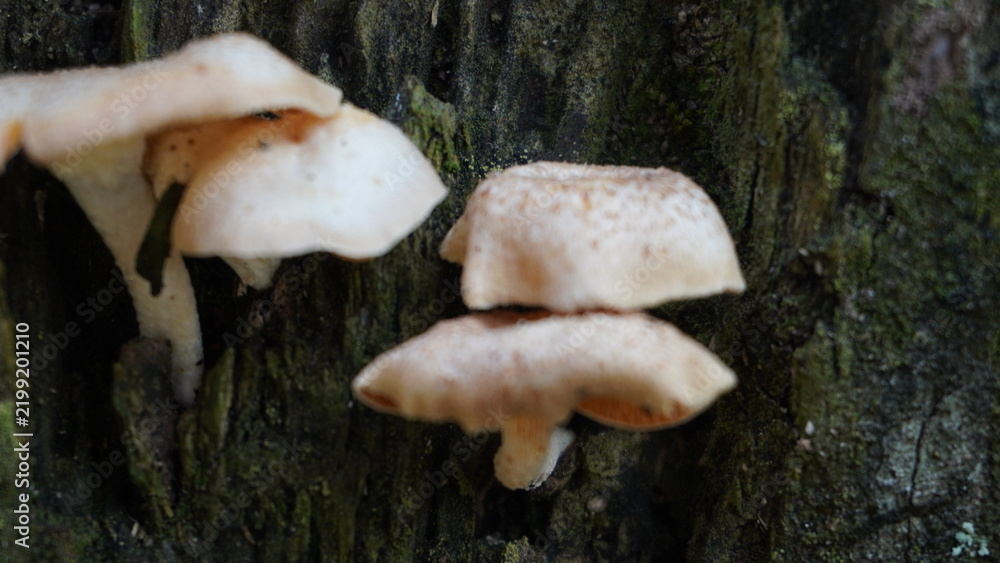 Fototapeta premium Fresh white mushrooms growing naturally on a decaying tree trunk in a home yard
