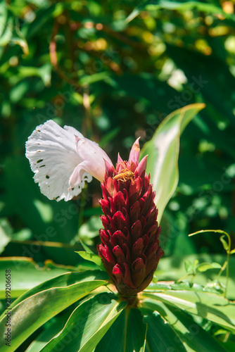 Crape ginger (Costus speciosus) growing in Sir Seewoosagur Ramgoolam Botanical Garden in Pamplemousses, Mauritius. The tropical plant is known for its spiraling foliage and striking cone-shaped flower