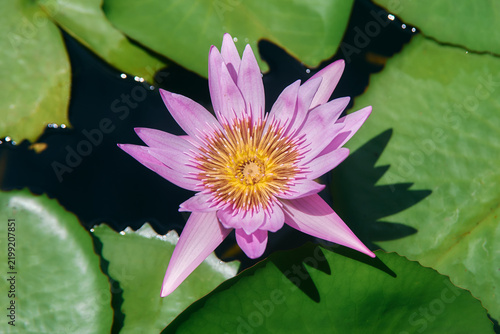Purple tropical water lily from the genus Nymphaea, displaying delicate petals and a striking floral form above the water surface.