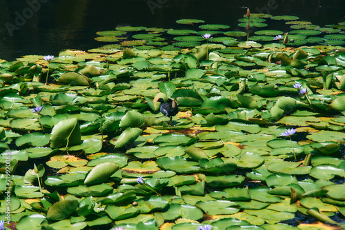 Common moorhen (Gallinula chloropus) jumping through water lilies in a pond. The waterbird is captured mid-motion as it moves across the aquatic vegetation, creating a dynamic natural scene.