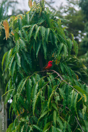 Red fody (Foudia madagascariensis) perched on an Ashoka tree in a botanical garden in Mauritius. The small passerine displays its distinctive red breeding plumage against the lush green foliage.