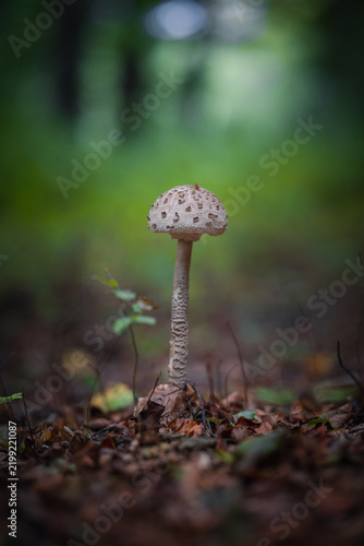 Foto mushroom in the forest