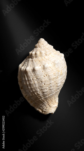 AI image of a single natural seashell with an ivory white surface placed against a black background