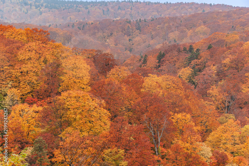 広大な紅葉の絨毯＿八幡平の紅葉