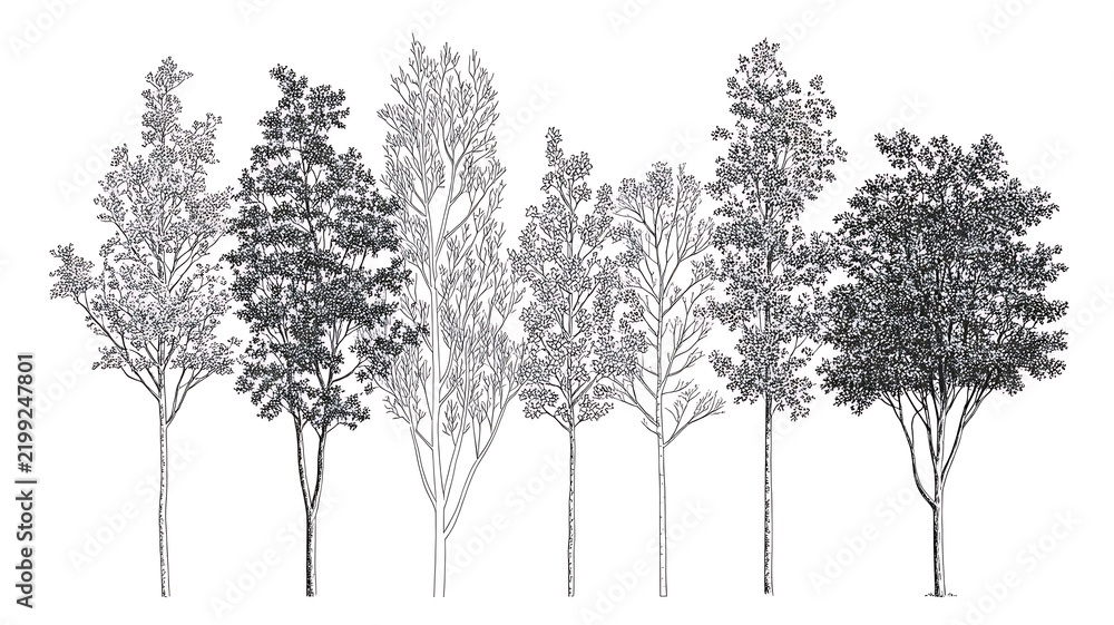 Obraz premium Set of stylish young trees in elevation view for use in architectural drawings 