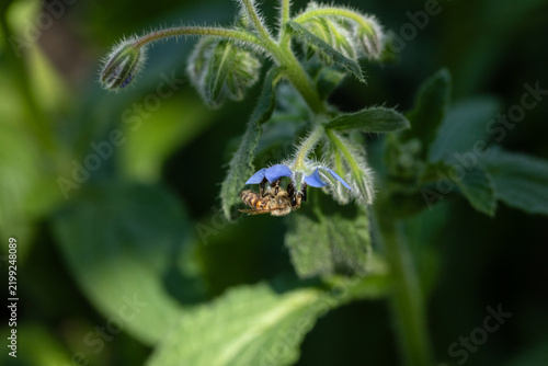 Nahrungssuche an einer blüte des Borretsch
