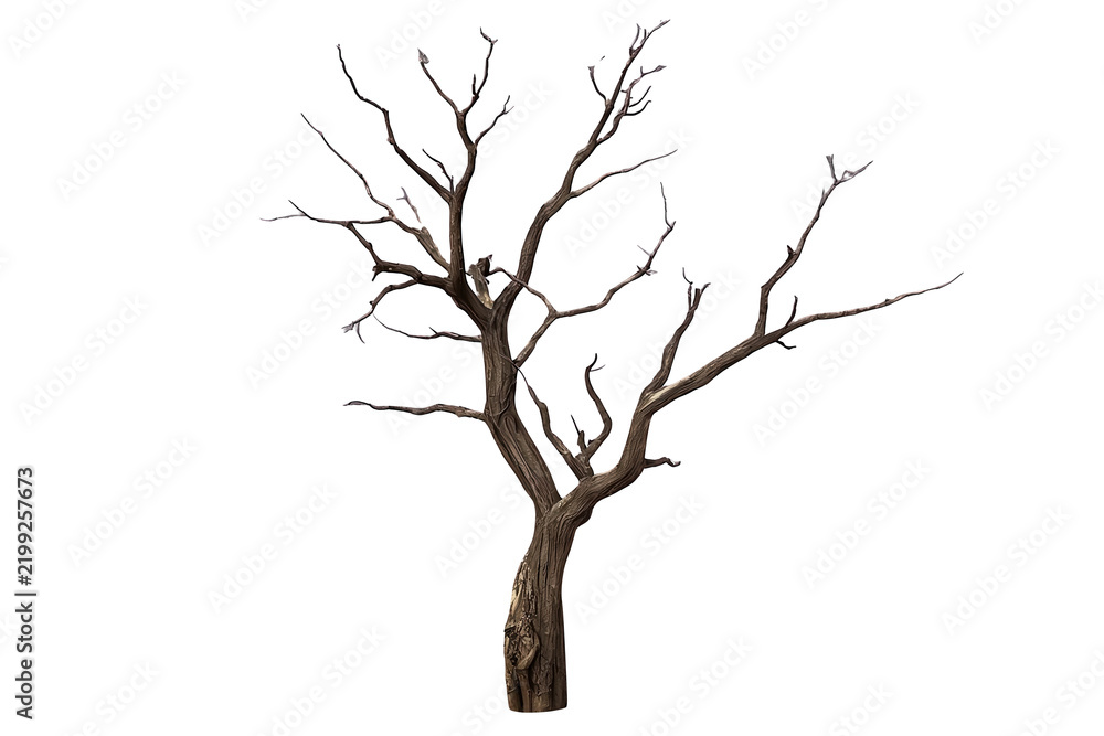Fototapeta premium Leafless twisted tree with spreading branches