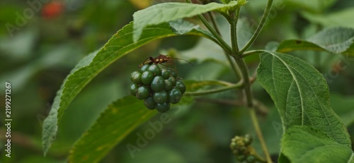 Картината върху платно spider on a leaf