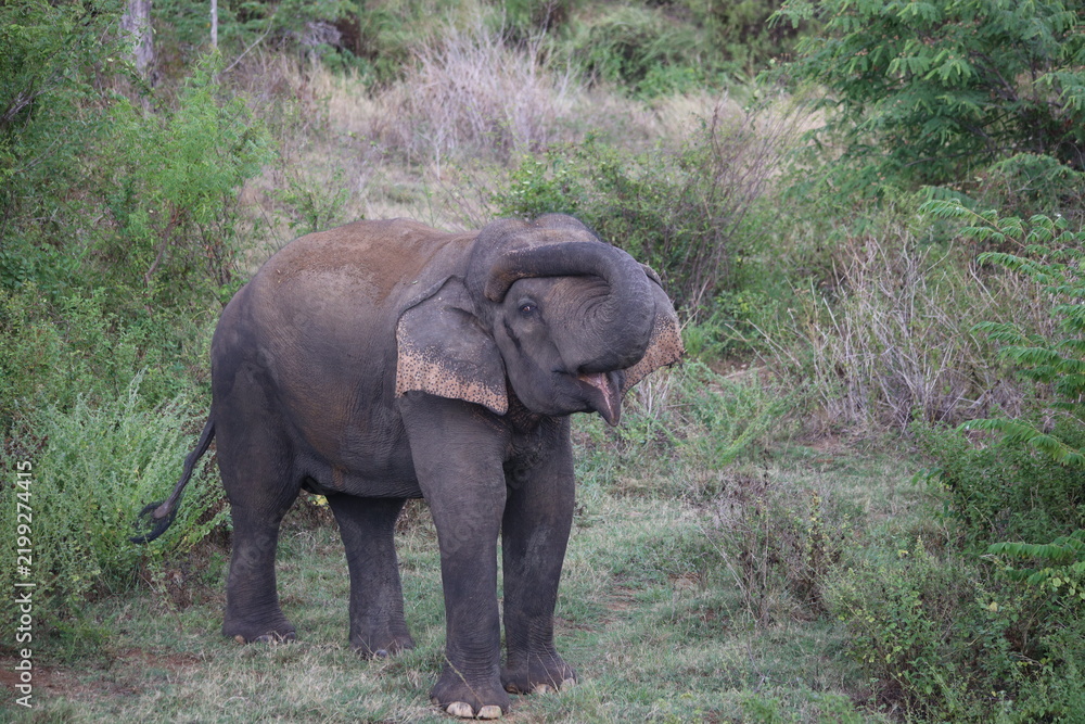 Obraz premium Elephant cools off in river water while splashing mud with its trunk during hot weather.