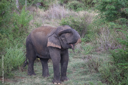 Canvas Print Elephant cools off in river water while splashing mud with its trunk during hot weather