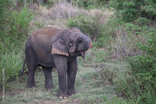 Photography Elephant cools off in river water while splashing mud with its trunk during hot weather