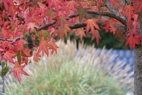red maple leaves
Zweig mit roten Blättern und bunten Herbstlaub im Park