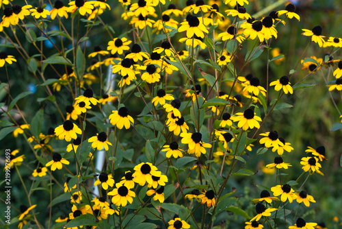 Bild auf Leinwand Yellow Black-Eyed Susan Flowers Blooming In A Dense Summer Garden Bed