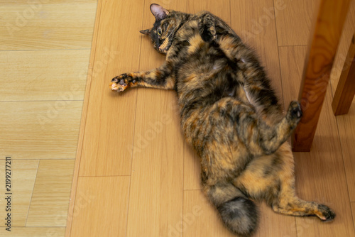 Obraz na płótnie サビ猫