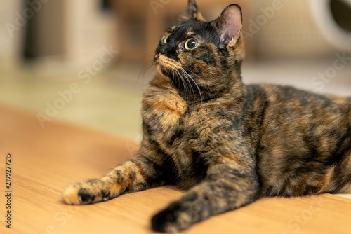 Obraz na płótnie サビ猫