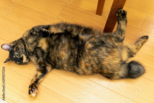 Obraz na płótnie サビ猫