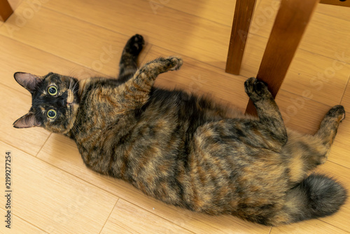 Obraz na płótnie サビ猫