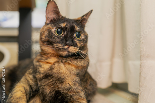 Obraz na płótnie サビ猫