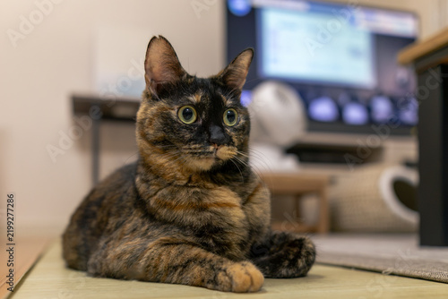 Obraz na płótnie サビ猫
