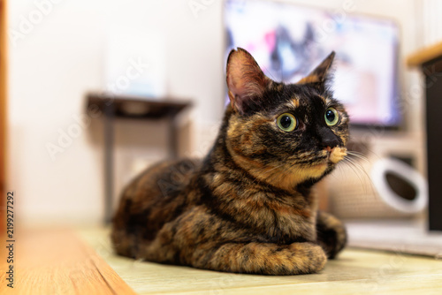 Obraz na płótnie サビ猫