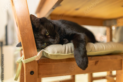 Obraz na płótnie 黒猫